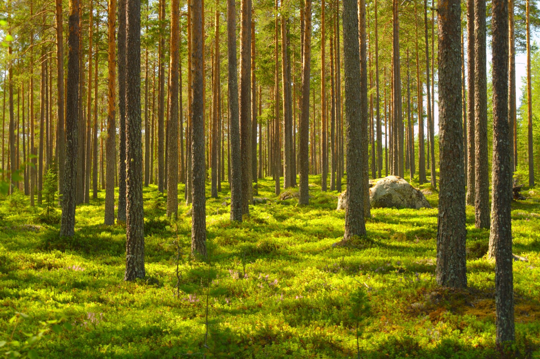 Homepage | Haryana Forest Development Corporation | India