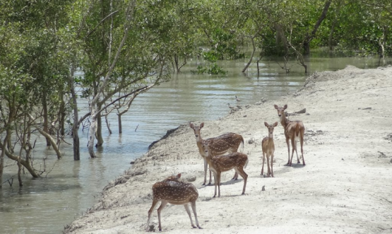 sunderban