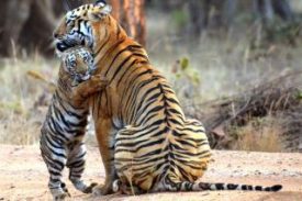 ताडोबा राष्ट्रीय उद्यान