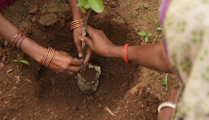 panna_women_planting_ Afforestation