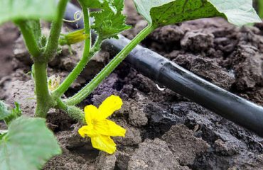 Minor Irrigation