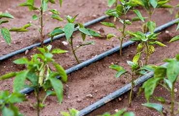Minor Irrigation