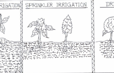 Flood Irrigation