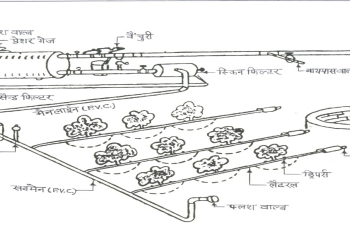 ड्रिप सिंचाई