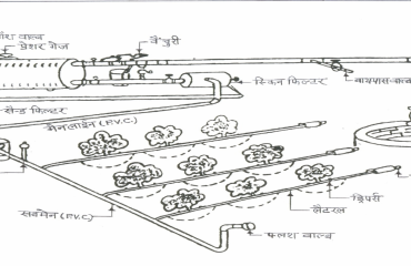 Drip Irrigation
