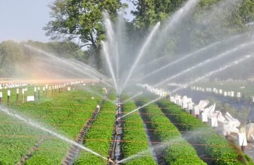 Minor Irrigation