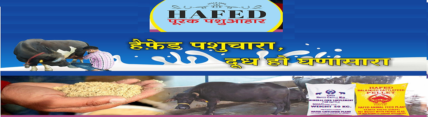 Cattle - Feed