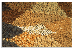 certified-seeds