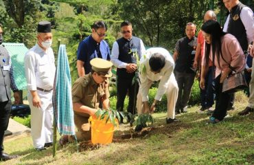 Planted Mesua Ferrea