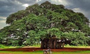 Banyan Tree