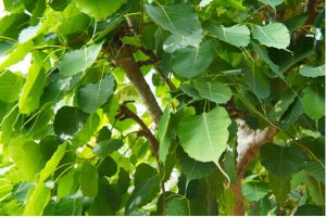 Bodhi Tree