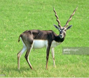 Blackbuck