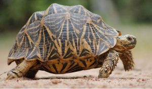 Indian Star Tortoise