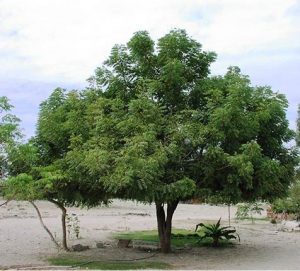 Neem Tree