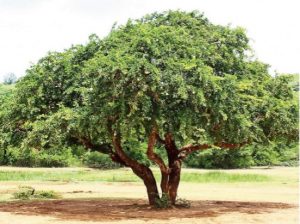 Wood Apple