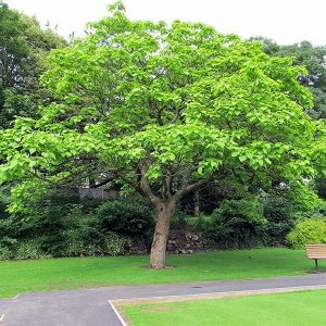 Arjuna Tree