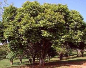 Jamun Tree