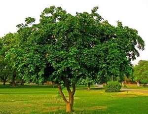 Indian Beech Tree