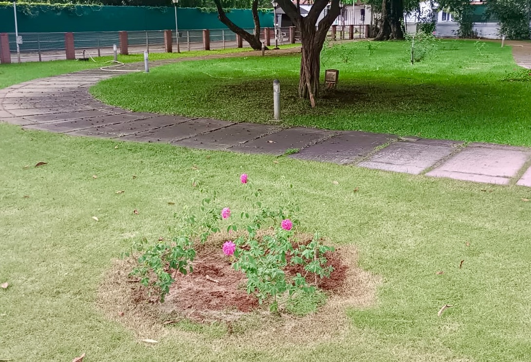 Independence Day Rose Garden