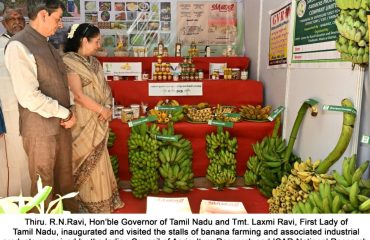 Hon'ble Governor of Tamil Nadu inaugurated and visited the stalls of banana farming and associated industrial products organized by the Indian Council of Agriculture Research and ICAR-National Research, Centre for Banana (ICAR-NRCB), Tiruchirappalli, at Raj Bhavan, Chennai - 02.10.2023.
