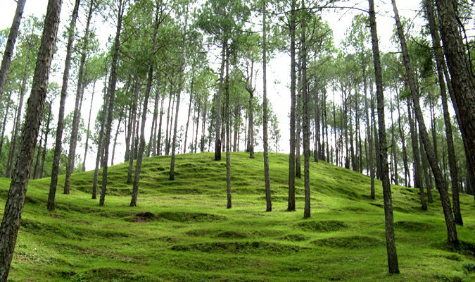 Forest, Ranikhet Cantonment