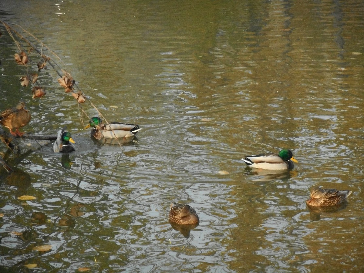CB Badamibagh-Rejuvenation of Chinar Lake
