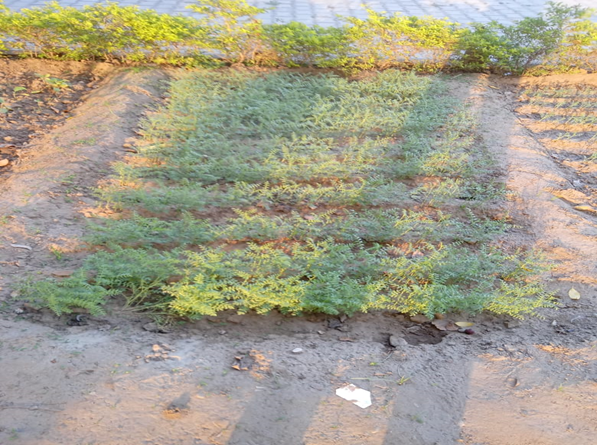 KITCHEN GARDEN 2