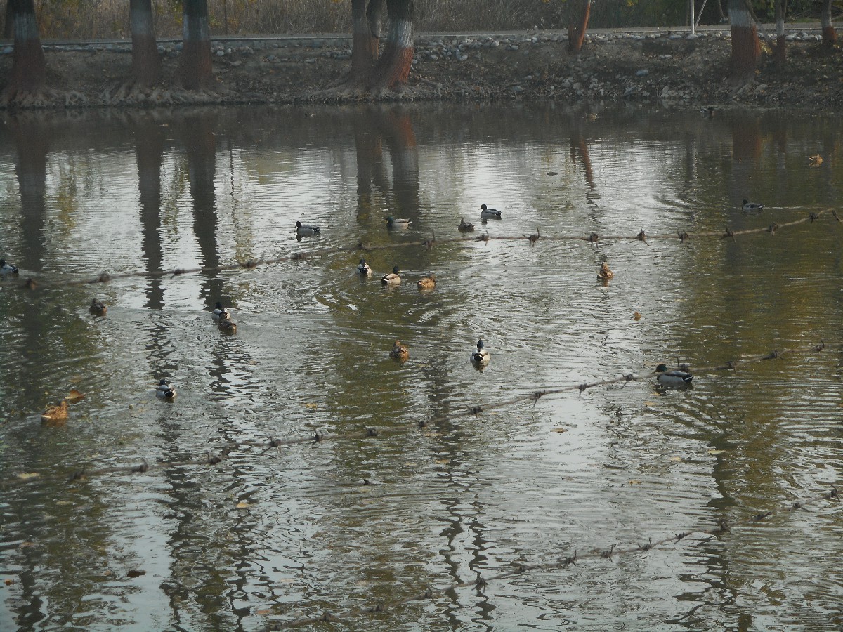 CB Badamibagh-Rejuvenation of Chinar Lake