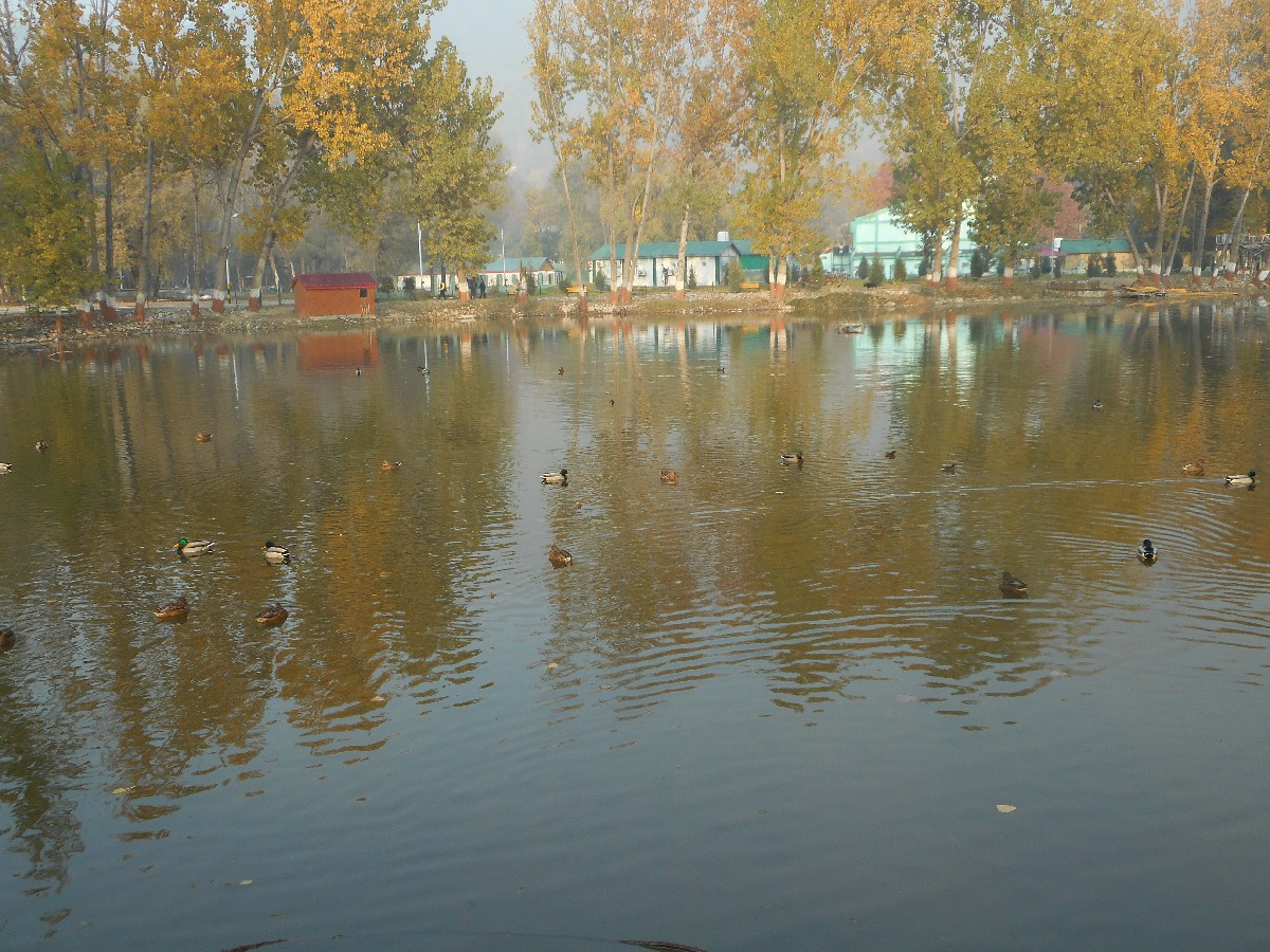 CB Badamibagh-Rejuvenation of Chinar Lake