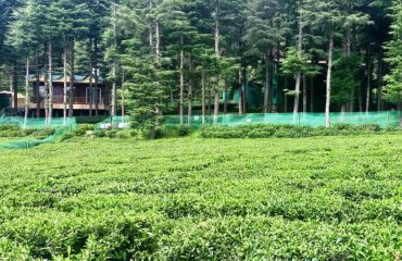 Tea Garden Ghorakhal