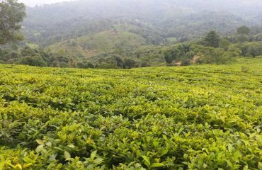 Tea Garden Champawat