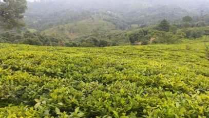 Tea Garden Champawat