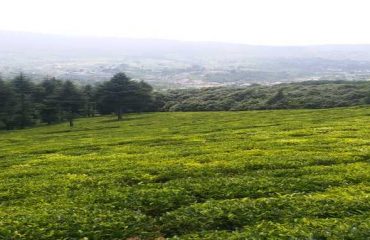 Tea Garden Champawat