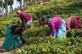 Plucking of Tea Leaves