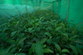 Tea Plants Nursery