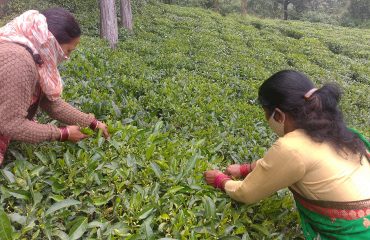 नर्सरी के लिए श्रमिकों का प्रशिक्षण