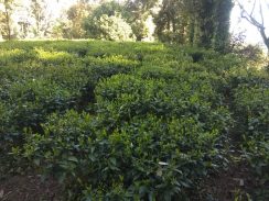 Tea Garden Kausani