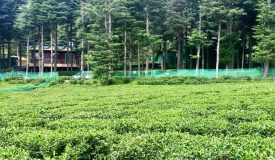 Tea Garden Ghorakhal