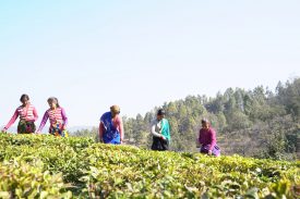 Plucking of Tea Leaves