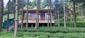 Tea Cafeteria in Shyamkhet