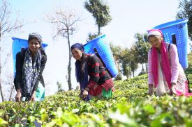Plucking of Tea Leaves