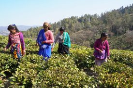 Plucking of Tea Leaves