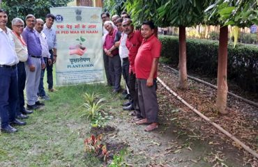 Plantation in NILD