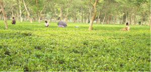 tea
