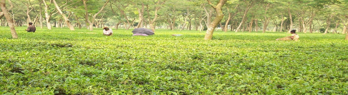 चाय बगान, किशनगंज