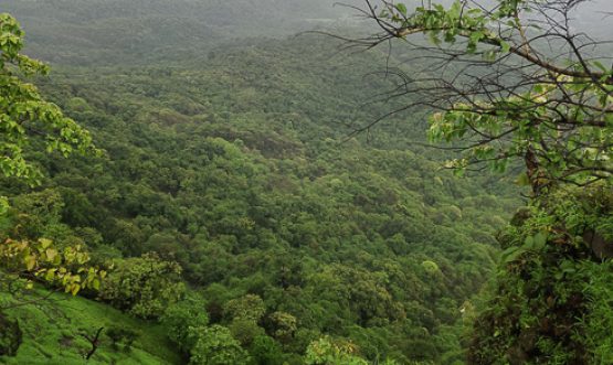 कर्नाळा पक्षी अभयारण्य