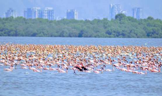 ठाणे क्रीक फ्लेमिंगो अभयारण्य