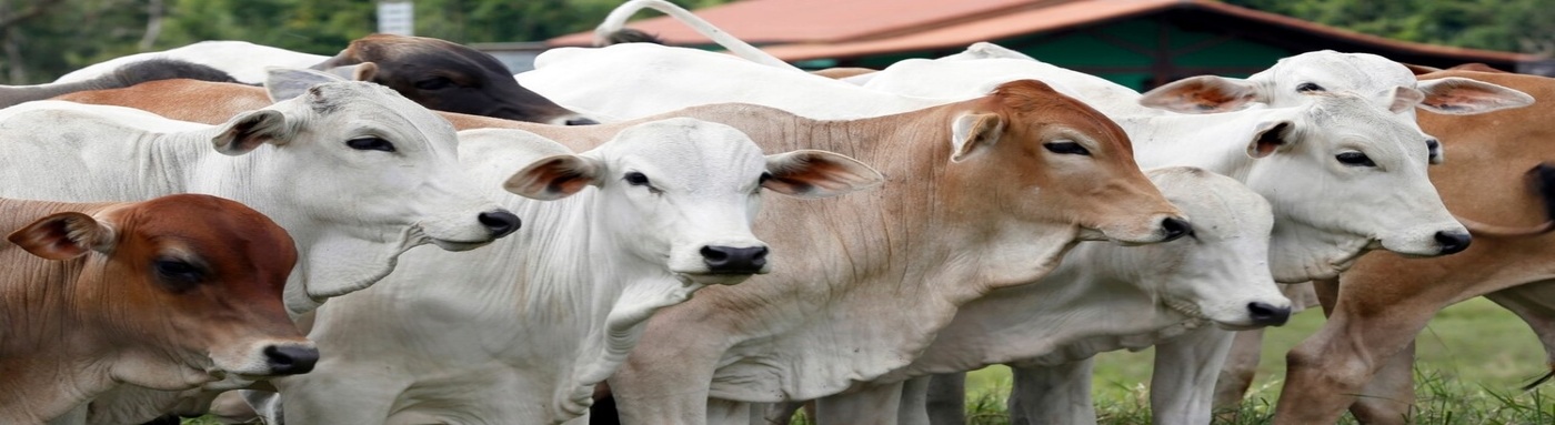 Animal Husbandry Department