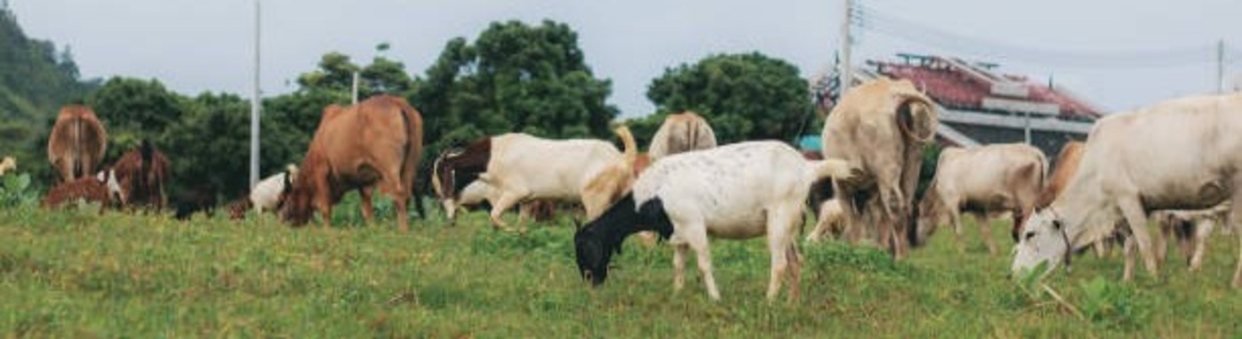 Animal Husbandry Department