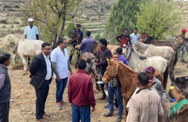 पशुचिकित्सकों द्वारा घोड़ों और खच्चरों का निरीक्षण